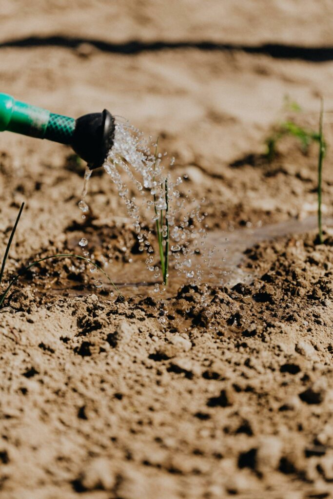 Delicate Growing Plants Being Watered